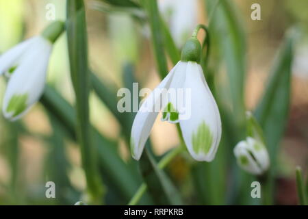 Galanthus "Viridapice'. Duftende Blüte Schneeglöckchen Viridapice, mit unverwechselbaren grünen Markierungen auf äußere Segmente, in einem Wintergarten, Großbritannien Stockfoto