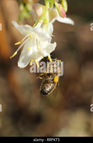 Apis mellifera auf Lonicera fragrantissima. Honig Biene auf Winter Geißblatt in einem Englischen Garten im Winter - Februar, Großbritannien Stockfoto