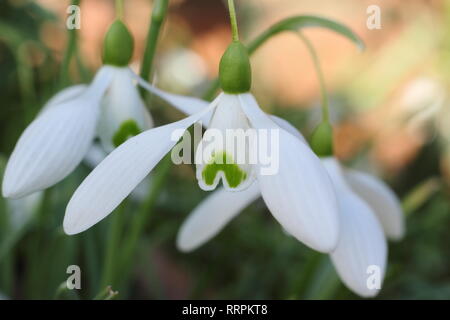 Galanthus 'Magnet Schneeglöckchen Blüte in einem Wintergarten, UK. Hauptversammlung Stockfoto