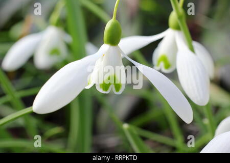 Galanthus 'Magnet Schneeglöckchen Blüte in einem Wintergarten, UK. Hauptversammlung Stockfoto