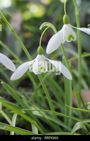 Galanthus 'Magnet Schneeglöckchen Blüte in einem Wintergarten, UK. Hauptversammlung Stockfoto