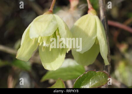 Clematis cirrhosa 'Wisley Cream'. Winter Blüten der Clematis Wisley Sahne in einen Englischen Garten, Großbritannien. Hauptversammlung Stockfoto