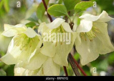 Clematis cirrhosa 'Wisley Cream'. Winter Blüten der Clematis Wisley Sahne in einen Englischen Garten, Großbritannien. Hauptversammlung Stockfoto