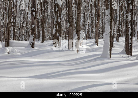 Eben Junction, Michigan - Schatten mustern auf den Schnee in die Rock River Canyon Wilderness von Hiawatha National Forest in der oberen Halbinsel von Michigan. Stockfoto