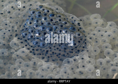 Bristol, UK. 26 Feb, 2019. UK Wetter. Frogspawn frühe Ankunft in einem Teich, Long Ashton, Bristol aufgrund der heißesten Wetter Bedingungen für Februar 2019 aufgezeichnet. Letztes Jahr um diese Zeit hatten wir das Tier aus dem Osten, die Schnee und sehr kalten Bedingungen. Foto: Robert Timoney/Alamy leben Nachrichten Stockfoto