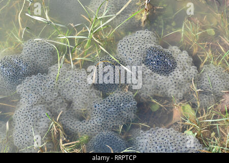 Bristol, UK. 26 Feb, 2019. UK Wetter. Frogspawn frühe Ankunft in einem Teich, Long Ashton, Bristol aufgrund der heißesten Wetter Bedingungen für Februar 2019 aufgezeichnet. Letztes Jahr um diese Zeit hatten wir das Tier aus dem Osten, die Schnee und sehr kalten Bedingungen. Foto: Robert Timoney/Alamy leben Nachrichten Stockfoto