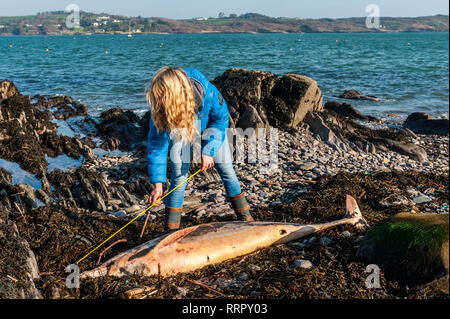 Schull, West Cork, Irland. 26 Feb, 2019. Ein toter Delphin wurde auf Schull Strand heute mit Angelschnur um seinen Schnabel gefunden. Helen Tilson von Schull Sea Safari gemessen das Tier, das erwachsen war und 2 Meter lang. Die irische Wal und Delphin Gruppe aufgerufen wurde und wird eine Obduktion durchführen, um die Ursache des Todes zu finden. Credit: Andy Gibson/Alamy Leben Nachrichten. Stockfoto