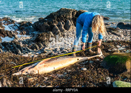 Schull, West Cork, Irland. 26 Feb, 2019. Ein toter Delphin wurde auf Schull Strand heute mit Angelschnur um seinen Schnabel gefunden. Helen Tilson von Schull Sea Safari gemessen das Tier, das erwachsen war und 2 Meter lang. Die irische Wal und Delphin Gruppe aufgerufen wurde und wird eine Obduktion durchführen, um die Ursache des Todes zu finden. Credit: Andy Gibson/Alamy Leben Nachrichten. Stockfoto