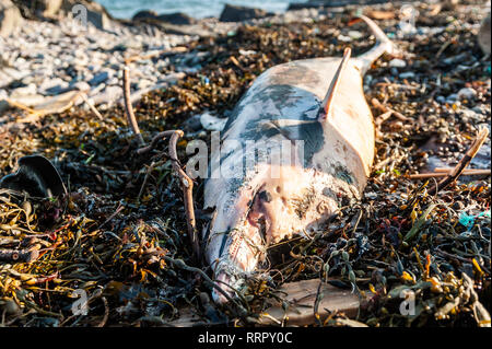 Schull, West Cork, Irland. 26 Feb, 2019. Ein toter Delphin wurde auf Schull Strand heute mit Angelschnur um seinen Schnabel gefunden. Helen Tilson von Schull Sea Safari gefunden das Tier, das erwachsen war und 2 Meter lang. Die irische Wal und Delphin Gruppe aufgerufen wurde und wird eine Obduktion durchführen, um die Ursache des Todes zu finden. Credit: Andy Gibson/Alamy Leben Nachrichten. Stockfoto