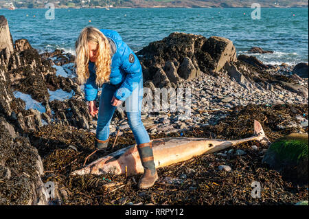 Schull, West Cork, Irland. 26 Feb, 2019. Ein toter Delphin wurde auf Schull Strand heute mit Angelschnur um seinen Schnabel gefunden. Helen Tilson von Schull Sea Safari entdeckte das Tier. Die irische Wal und Delphin Gruppe aufgerufen wurde und wird eine Obduktion durchführen, um die Ursache des Todes zu finden. Credit: Andy Gibson/Alamy Leben Nachrichten. Stockfoto