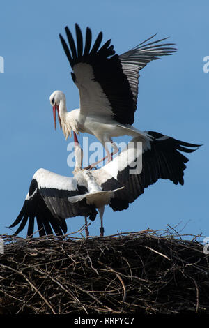 26. Februar 2019, Sachsen-Anhalt Loburg: Der störchin Askia' (oben) und Ihrem ehemaligen Partner Storch 'Magnus' Kampf gemeinsam auf ihren angestammten Storchennest in der Storch Hof. Magnus hatte bereits dort gelandet am Sonntag, 24. Februar 2019. Am Montag, den 25. Februar 2019, eine unberührte Störchin gelandet, die von den männlichen Storch toleriert wurde. Heute ist der Storch Saskia ihr ehemaliger Nest erreichte, wurde sie von Stork Magnus, mit dem sie das Nest im letzten Jahr bewohnt. Seitdem ist die Störchin regelmäßig das Nest angegriffen, um die nisthilfe und der Partner zurück zu gewinnen. Foto: Klaus-Di Stockfoto