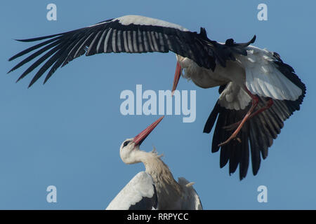 26. Februar 2019, Sachsen-Anhalt Loburg: Der störchin Askia' (oben) und Ihrem ehemaligen Partner Storch 'Magnus' Kampf gemeinsam auf ihren angestammten Storchennest in der Storch Hof. Magnus hatte bereits dort gelandet am Sonntag, 24. Februar 2019. Am Montag, den 25. Februar 2019, eine unberührte Störchin gelandet, die von den männlichen Storch toleriert wurde. Heute ist der Storch Saskia ihr ehemaliger Nest erreichte, wurde sie von Stork Magnus, mit dem sie das Nest im letzten Jahr bewohnt. Seitdem ist die Störchin regelmäßig das Nest angegriffen, um die nisthilfe und der Partner zurück zu gewinnen. Foto: Klaus-Di Stockfoto