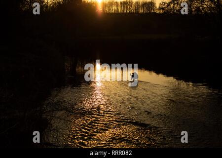 Cardiff, Wales, UK. 26. Februar 2019. Ein Hund erwartet ein geworfen Stick in einem Fluss, da das Vereinigte Königreich seine wärmsten Februar auf Aufzeichnung Erfahrungen. Credit: Mark Hawkins/Alamy leben Nachrichten Stockfoto