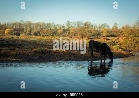 Cardiff, Wales, UK. 26. Februar 2019. Eine Kuh nimmt einen Schluck aus einem Fluss, da das Vereinigte Königreich seine wärmsten Februar auf Aufzeichnung Erfahrungen. Credit: Mark Hawkins/Alamy leben Nachrichten Stockfoto