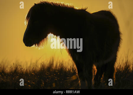 Penderyn, Brecon Beacons, Wales, UK. 26. Februar 2019. Sonnenuntergang in den Brecon Beacons auf ein Tag der rekordverdächtige Winter hohe Temperaturen, mit Teilen von Wales mehr als 20 C. Credit: Haydn Denman/Alamy Leben Nachrichten. Stockfoto