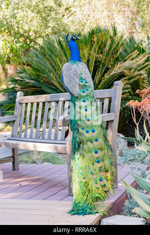 Peacock sitzen im Wald bei Los Angeles, Kalifornien Stockfoto