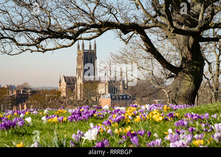 Die glorreiche Worcester Kathedrale am Ufer des Flusses Severn, Worcestershire, Großbritannien. Frühling Blumen und Sonnenschein und kristallklaren winter Licht. Stockfoto