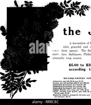 . Floristen Review [microform]. Blumenzucht. 27. Mai 1915. Die Floristen Review 35. Bitte beachten Sie, dass diese Bilder sind von der gescannten Seite Bilder, die digital für die Lesbarkeit verbessert haben mögen - Färbung und Aussehen dieser Abbildungen können nicht perfekt dem Original ähneln. extrahiert. Chicago: Floristen Pub. Co Stockfoto