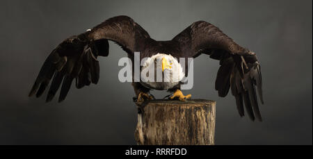 Studio Portrait einer Weißkopfseeadler auf grauem Hintergrund mit seinem Flügel aus breiten versuchen zu fliegen Stockfoto