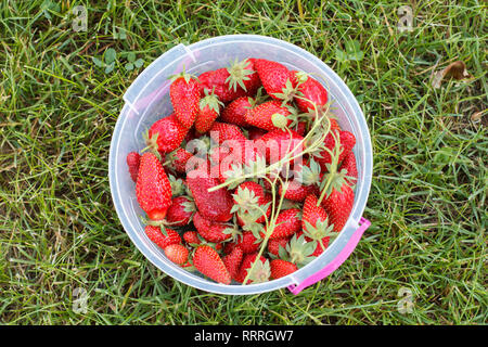 Eimer mit frisch gepflückten Erdbeeren auf grünem Gras im Garten. Ansicht von oben. Stockfoto