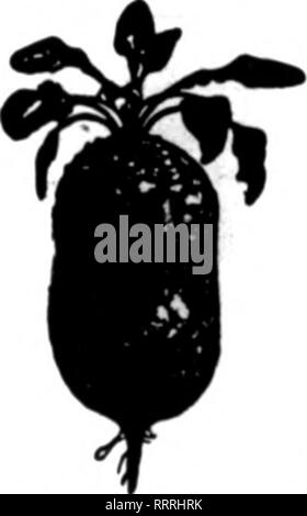 . Floristen Review [microform]. Blumenzucht. Unsere SWEBT PBAS sind Ali durch einen Spezialisten gewachsen, und für die Qualität nicht besser um jeden Preis. 30-32 Barclay St, NEW YORK Die Mentlcm ReTlcw wenn yoa schreiben. Dänische samen Kohl, Blumenkohl, Karotten, Mangold, Schwede. Rübe, etc. CHR. OLSEN Saatgutvermehrer (Estebllahed 1882) Odense. Dänemark Vertrag bietet und Sam-Appell an Ihrem lerrice. e "Mt" - "Mrest FIMLSa." Mt: Sth u. k. ?. C Amer. Mit Saatgut Amd. . Erwähnen Sie die ReTlew wenn yon Schreiben^. Sonderangebot im begonien Kapazität ein. OOO.ooo Blumenzwiebeln Yaariy^ Vhite. Rot. Scharlach. Gelb. Rose. Orange ana Couper. Stockfoto