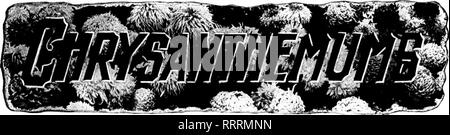 . Floristen Review [microform]. Blumenzucht. Oktober 23, 1913, dem Floristen^ Review 13. Bitte beachten Sie, dass diese Bilder sind von der gescannten Seite Bilder, die digital für die Lesbarkeit verbessert haben mögen - Färbung und Aussehen dieser Abbildungen können nicht perfekt dem Original ähneln. extrahiert. Chicago: Floristen Pub. Co Stockfoto