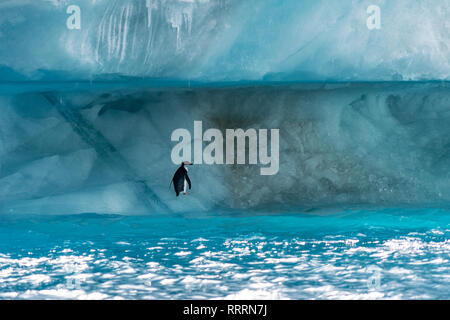 Pinguin in der Antarktis Stockfoto