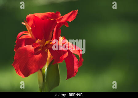 In der Nähe eines schönen roten Indischen schuss Blumen (Canna Indica) in einem Südamerikanischen Garten. Mit sanften Bewegungen unter dem Summer Breeze. Stockfoto