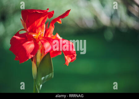 Nahaufnahme von einem hellen Rot Indian Shot Blume (Canna Indica) in einem Südamerikanischen Garten. Mit sanften Bewegungen unter dem Summer Breeze. Stockfoto