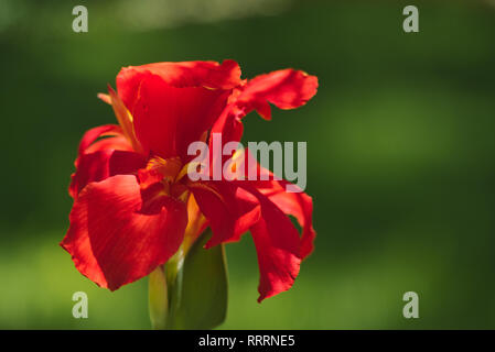 Nahaufnahme einer bunten red Indian Shot Blume (Canna Indica) in einem Südamerikanischen Garten. Mit sanften Bewegungen unter dem Summer Breeze. Stockfoto