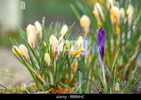 Eine violette Crocus Blume vor gelben Krokusse. Stockfoto