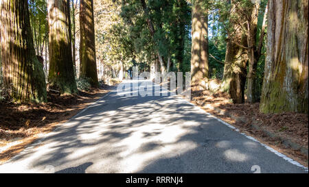 Suginami Cedar Avenue in Nikko. Den längsten Baum Avenue der Welt mit 35 km von 400-Jahre alten, 30 Meter hohen japanischen Zedern. Stockfoto