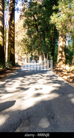 Suginami Cedar Avenue in Nikko. Den längsten Baum Avenue der Welt mit 35 km von 400-Jahre alten, 30 Meter hohen japanischen Zedern. Stockfoto