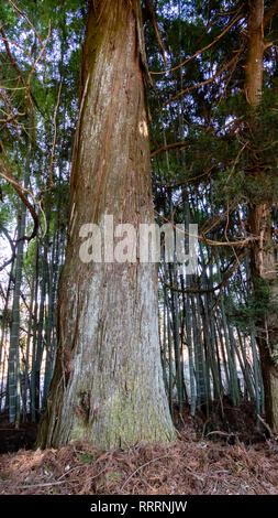 Suginami Cedar Avenue in Nikko. Den längsten Baum Avenue der Welt mit 35 km von 400-Jahre alten, 30 Meter hohen japanischen Zedern. Stockfoto