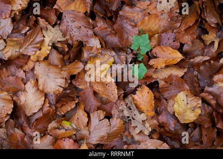 Herbstlaub hautnah. Stockfoto