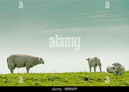 Schafe weiden auf einem Deich in Norddeutschland; Schafe Grasen Auf Einem Deich in Norddeutschland Stockfoto