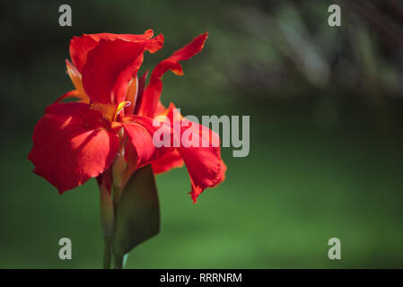 Nahaufnahme einer eleganten rot Indian Shot Blume (Canna Indica) in einem Südamerikanischen Garten. Mit sanften Bewegungen unter dem Summer Breeze. Stockfoto