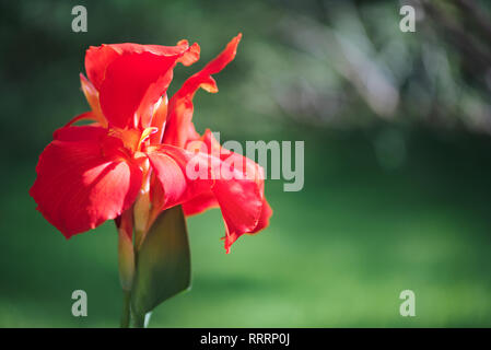 Nahaufnahme einer dezenten roten Indischen Schuß Blume (Canna Indica) in einem Südamerikanischen Garten. Mit sanften Bewegungen unter dem Summer Breeze. Stockfoto