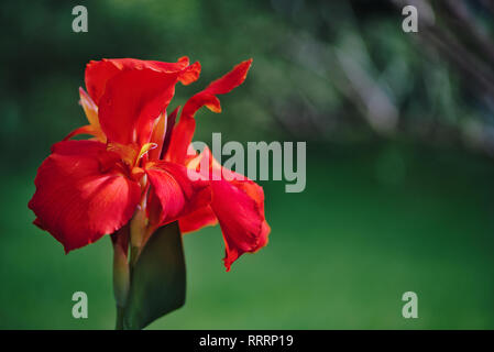 Nahaufnahme einer Vibrant red Indian Shot Blume (Canna Indica) in einem Südamerikanischen Garten. Mit sanften Bewegungen unter dem Summer Breeze. Stockfoto