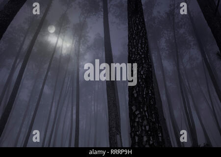 Vollmond über nebligen Wald in der Nacht oder Dämmerung Stockfoto