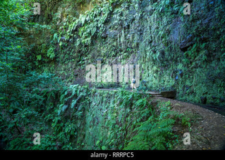 Wanderweg an der Levada Ribeira de Janela, Madeira, Portugal, Europa | Wanderweg an der Levada Ribeira de Janela, Madeira, Portugal, Europa Stockfoto