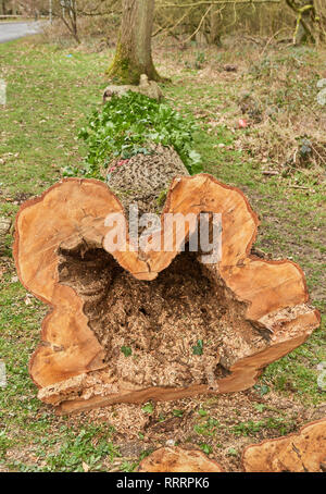 In einem Ausgehöhlten Baum geschnitten, bei einem lokalen Naturschutzgebiet verfault, aus Sicherheitsgründen. Stockfoto