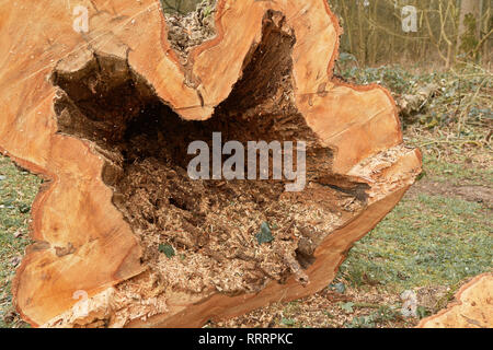 In einem Ausgehöhlten Baum geschnitten, bei einem lokalen Naturschutzgebiet verfault, aus Sicherheitsgründen. Stockfoto