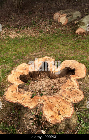 Verrotteten Baumstumpf einer ausgehöhlten Baum geschnitten, bei einem lokalen Nature Reserve, aus Sicherheitsgründen. Stockfoto