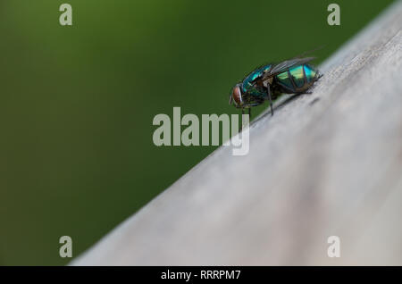 Eine greenbottle Lucilia sericata, Fliegen, ist ein Schlag fliegen mit brillanten, metallic, blau-grüne Farbe. Close-up von winzigen Diptera, Makro Fotografie von Fliegen. Stockfoto