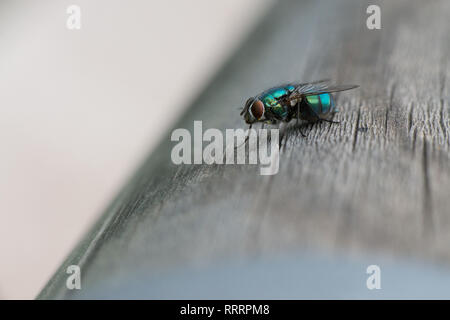 Eine greenbottle Lucilia sericata, Fliegen, ist ein Schlag fliegen mit brillanten, metallic, blau-grüne Farbe. Close-up von winzigen Diptera, Makro Fotografie von Fliegen. Stockfoto