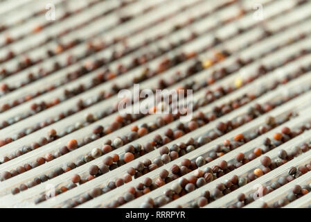 Brokkoli Samen im maker Makro selektive sprießen Fokus Stockfoto