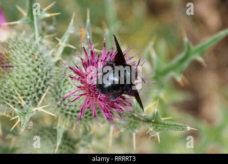 Xylocopa violacea. violett Carpenter bee Stockfoto