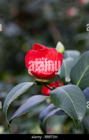 Camellia japonica 'Bob's Tinsie 'Blumen. Stockfoto