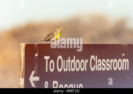 Western meadowlark (Sturnella neglecta) Sitzstangen auf Zeichen im Valle del Oro National Wildlife Refuge in Albuquerque, New Mexico, USA Stockfoto